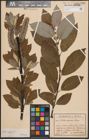 Foto von Salix caprea L.